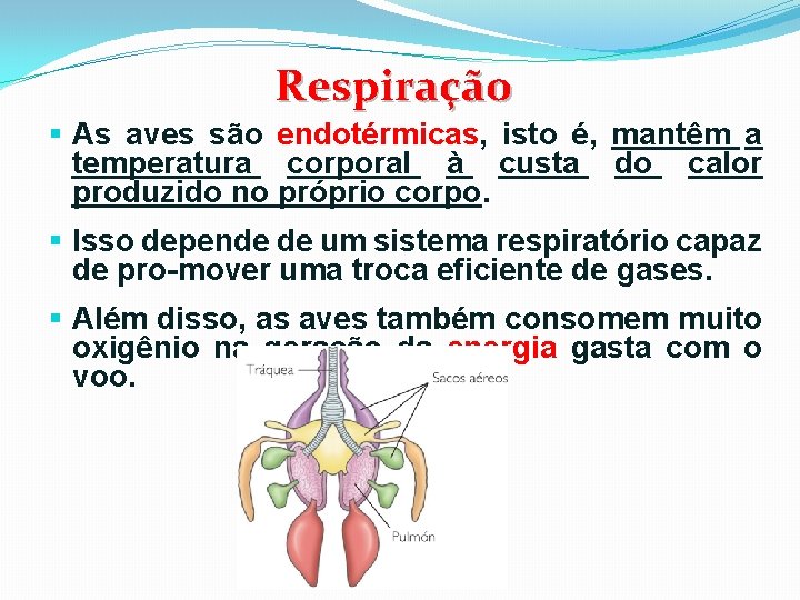 Respiração § As aves são endotérmicas, isto é, mantêm a temperatura corporal à custa