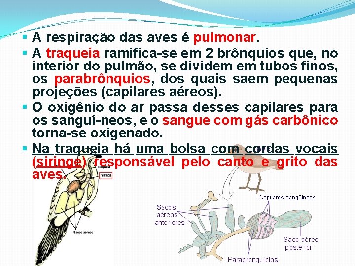 § A respiração das aves é pulmonar. § A traqueia ramifica-se em 2 brônquios