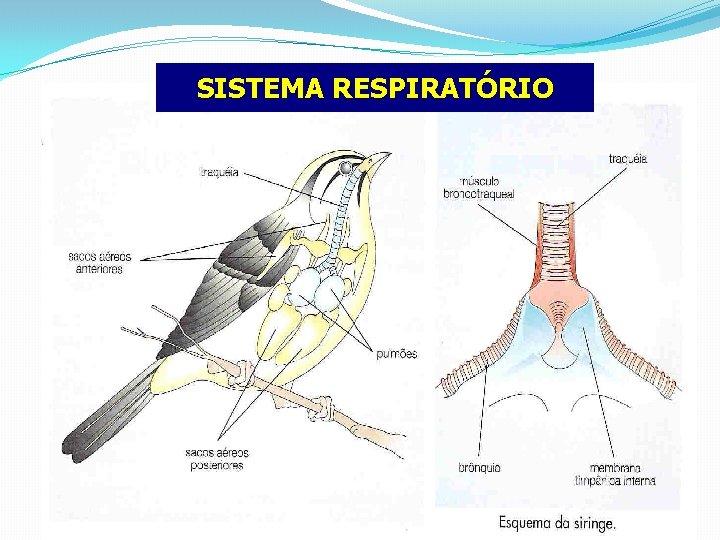 SISTEMA RESPIRATÓRIO 