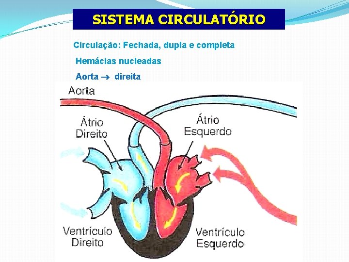 SISTEMA CIRCULATÓRIO Circulação: Fechada, dupla e completa Hemácias nucleadas Aorta direita 