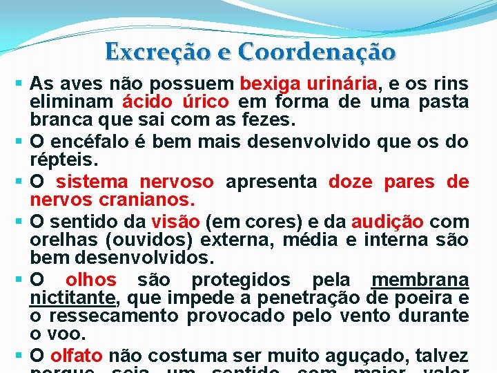 Excreção e Coordenação § As aves não possuem bexiga urinária, e os rins eliminam