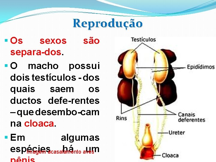 Reprodução § Os sexos são separa-dos. § O macho possui dois testículos - dos