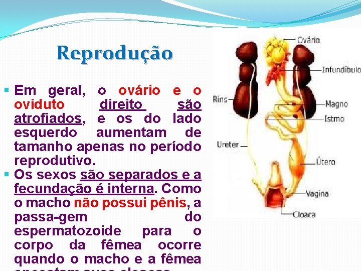 Reprodução § Em geral, o ovário e o oviduto direito são atrofiados, e os