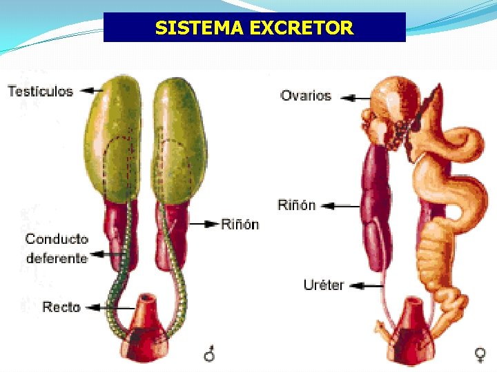 SISTEMA EXCRETOR 