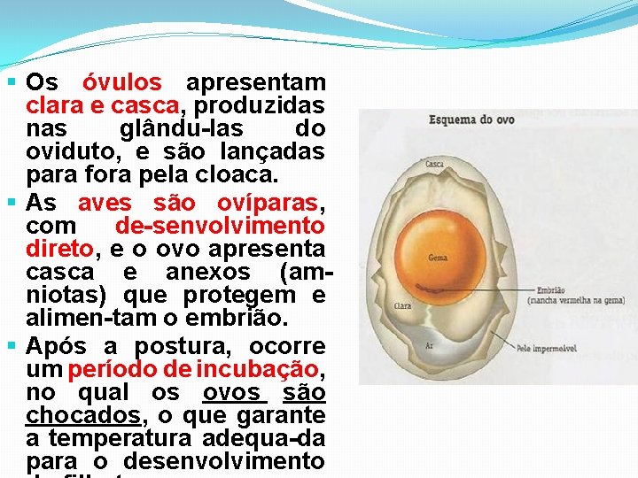 § Os óvulos apresentam clara e casca, produzidas nas glându-las do oviduto, e são