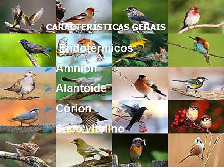 CARACTERÍSTICAS GERAIS Ø Endotérmicos Ø mnion Ø Alantóide Ø Córion Ø Saco vitelino 