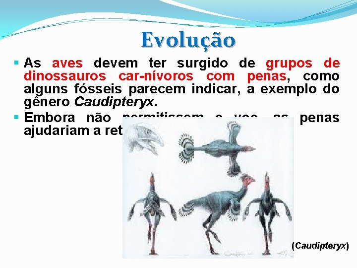 Evolução § As aves devem ter surgido de grupos de dinossauros car-nívoros com penas,