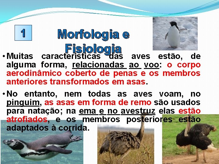 1 Morfologia e Fisiologia características das aves • Muitas estão, de alguma forma, relacionadas