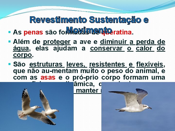 Revestimento Sustentação e Movimento § As penas são formadas de queratina. § Além de