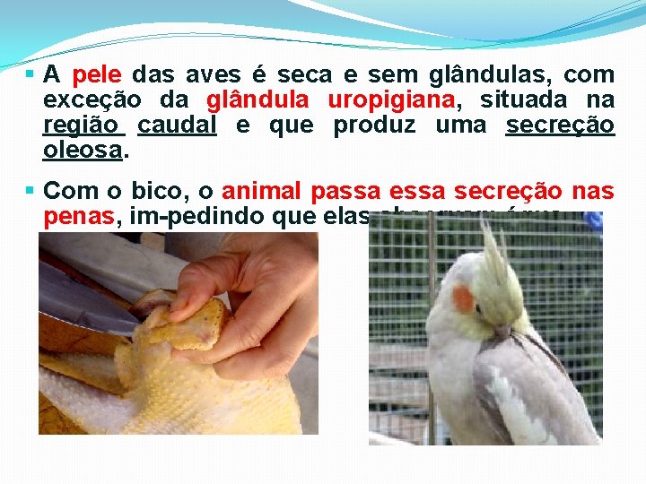 § A pele das aves é seca e sem glândulas, com exceção da glândula