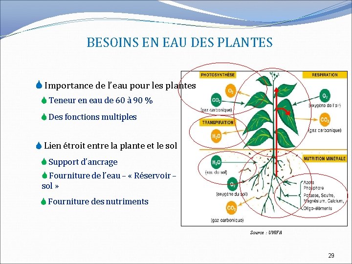 BESOINS EN EAU DES PLANTES Importance de l’eau pour les plantes Teneur en eau