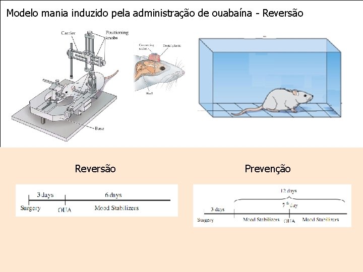 Modelo mania induzido pela administração de ouabaína - Reversão Prevenção 