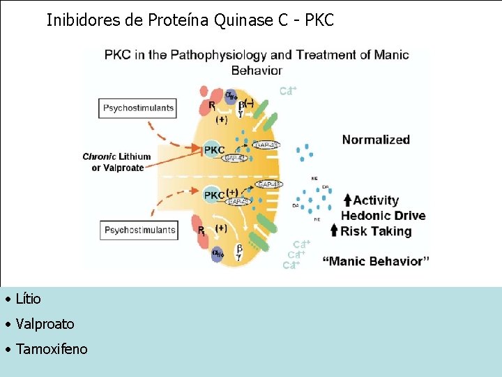 Inibidores de Proteína Quinase C - PKC • Lítio • Valproato • Tamoxifeno 