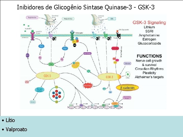 Inibidores de Glicogênio Sintase Quinase-3 - GSK-3 • Lítio • Valproato 