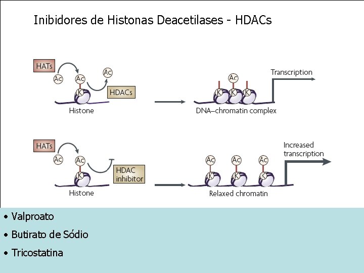 Inibidores de Histonas Deacetilases - HDACs • Valproato • Butirato de Sódio • Tricostatina
