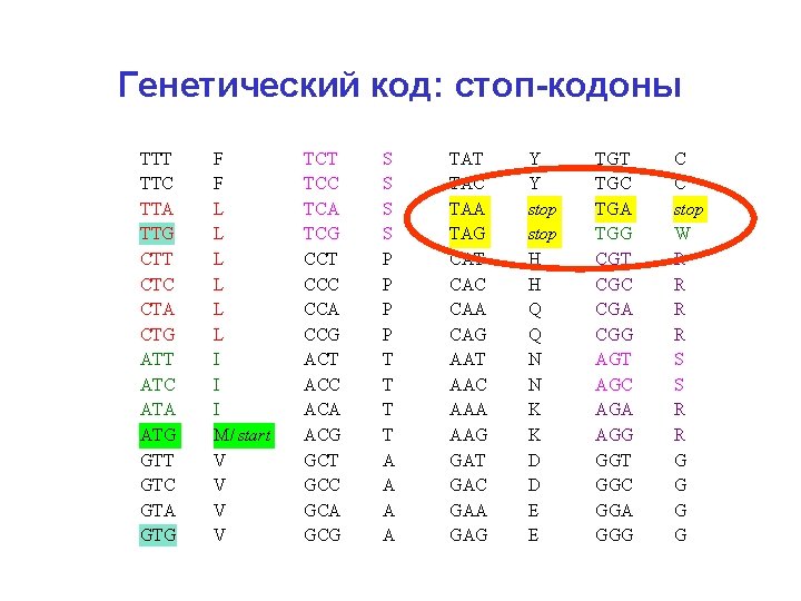 Генетический код: стоп-кодоны TTT TTC TTA TTG CTT CTC CTA CTG ATT ATC ATA