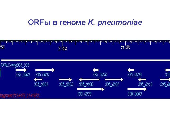 ORFы в геноме K. pneumoniae 