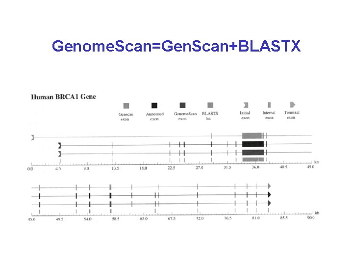 Genome. Scan=Gen. Scan+BLASTX 