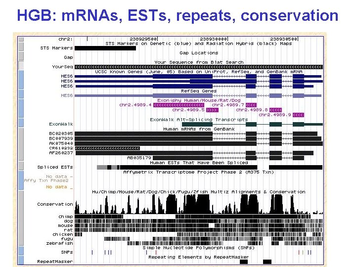 HGB: m. RNAs, ESTs, repeats, conservation 
