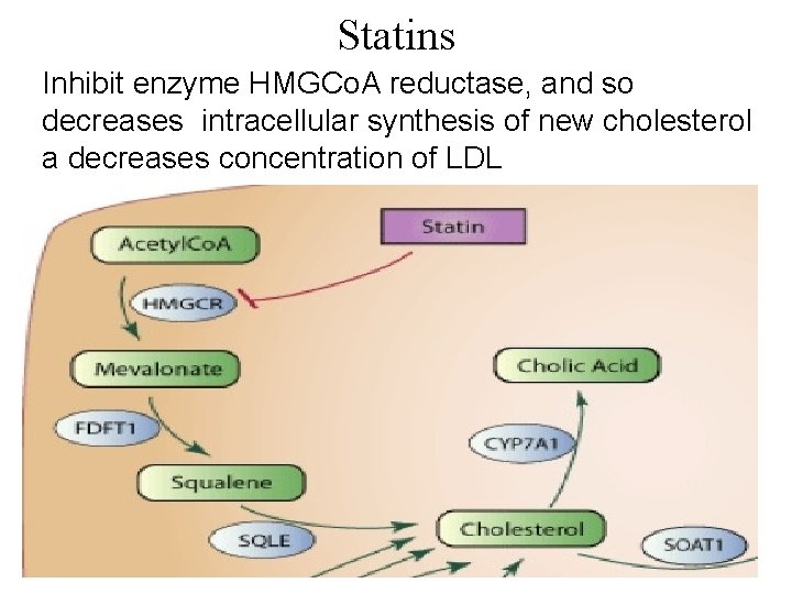 Statins Inhibit enzyme HMGCo. A reductase, and so decreases intracellular synthesis of new cholesterol