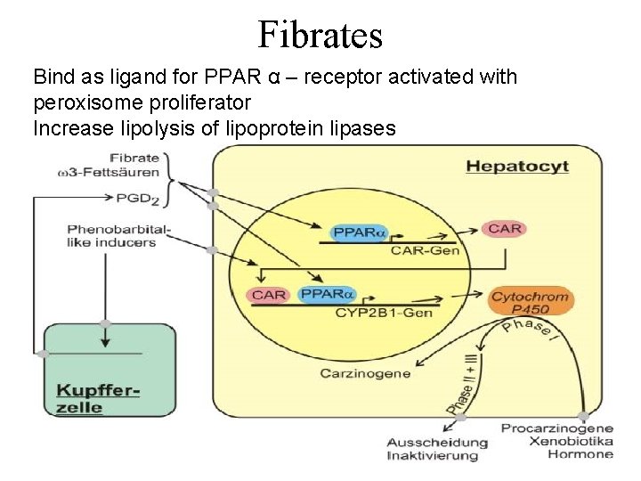 Fibrates Bind as ligand for PPAR α – receptor activated with peroxisome proliferator Increase