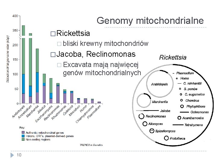 Genomy mitochondrialne � Rickettsia � bliski krewny mitochondriów � Jacoba, Reclinomonas � Excavata mają