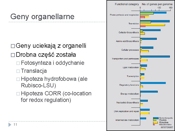 Geny organellarne � Geny uciekają z organelli � Drobna część została � Fotosynteza i