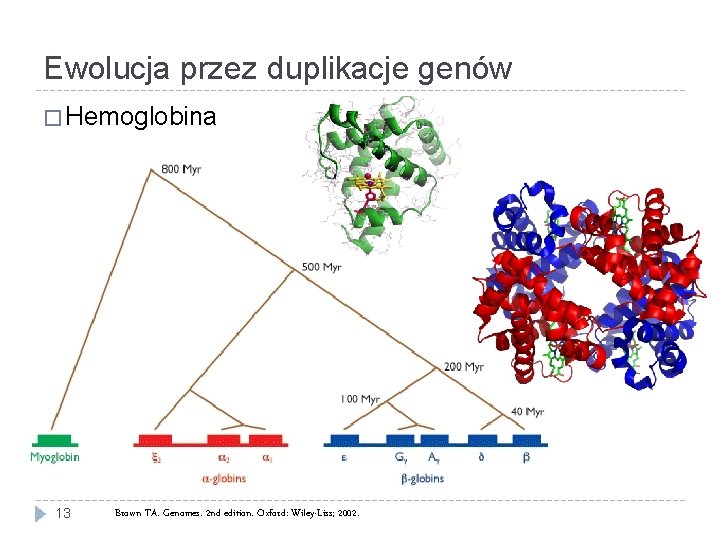 Ewolucja przez duplikacje genów � Hemoglobina 13 Brown TA. Genomes. 2 nd edition. Oxford: