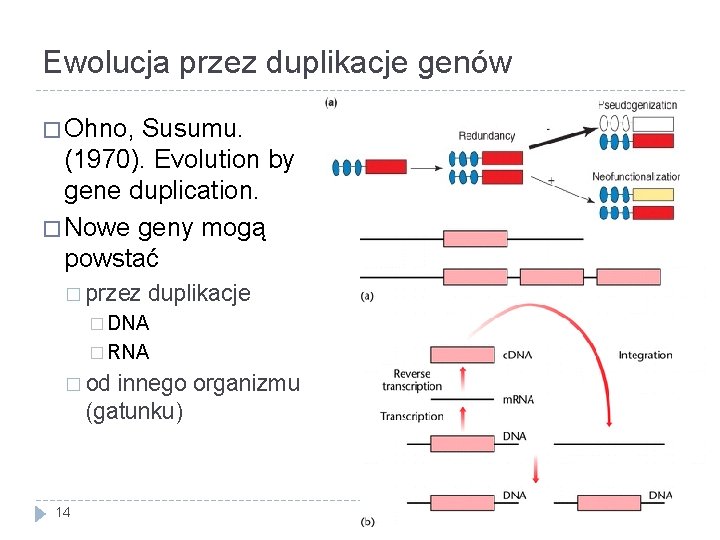 Ewolucja przez duplikacje genów � Ohno, Susumu. (1970). Evolution by gene duplication. � Nowe