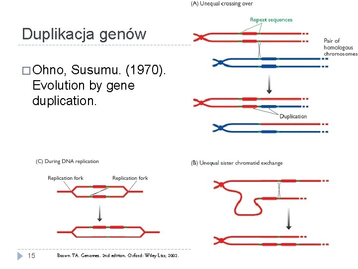 Duplikacja genów � Ohno, Susumu. (1970). Evolution by gene duplication. 15 Brown TA. Genomes.