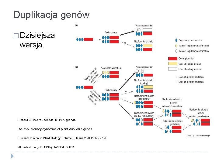 Duplikacja genów � Dzisiejsza wersja. Richard C Moore , Michael D Purugganan The evolutionary