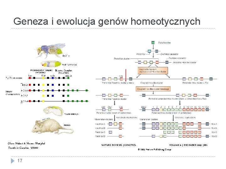 Geneza i ewolucja genów homeotycznych Oliver Hobert & Heiner Westphal Trends in Genetics: 2/2000