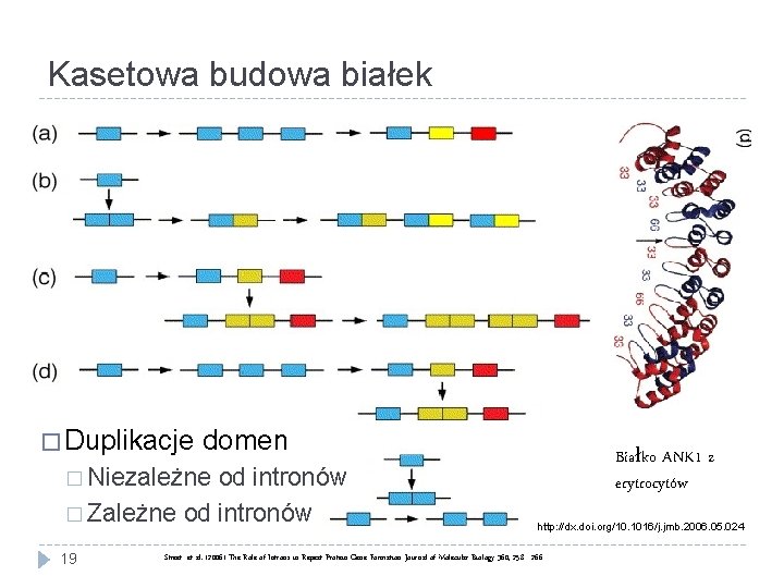 Kasetowa budowa białek � Duplikacje domen od intronów � Zależne od intronów Białko ANK