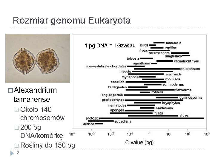 Rozmiar genomu Eukaryota 1 pg DNA = 1 Gzasad � Alexandrium tamarense � Około