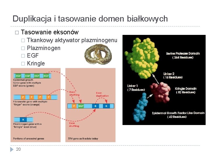 Duplikacja i tasowanie domen białkowych � Tasowanie eksonów Tkankowy aktywator plazminogenu � Plazminogen �