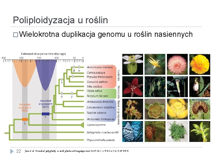 Poliploidyzacja u roślin � Wielokrotna 22 duplikacja genomu u roślin nasiennych Jiao et al.