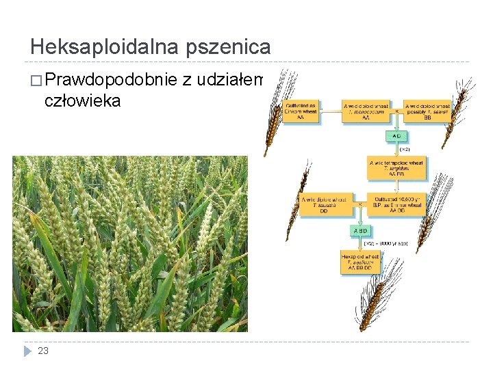 Heksaploidalna pszenica � Prawdopodobnie człowieka 23 z udziałem 