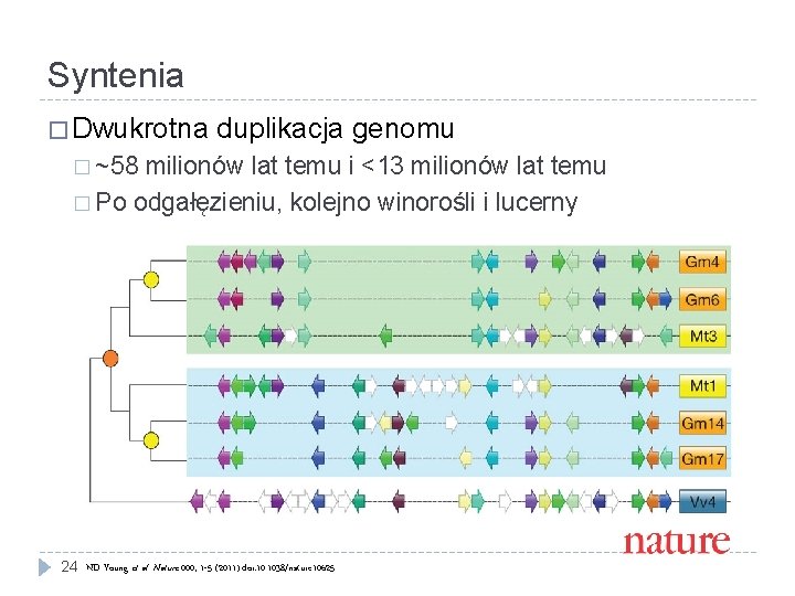 Syntenia � Dwukrotna duplikacja genomu � ~58 milionów lat temu i <13 milionów lat