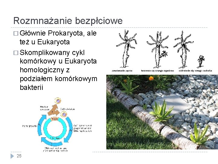 Rozmnażanie bezpłciowe � Głównie Prokaryota, ale też u Eukaryota � Skomplikowany cykl komórkowy u