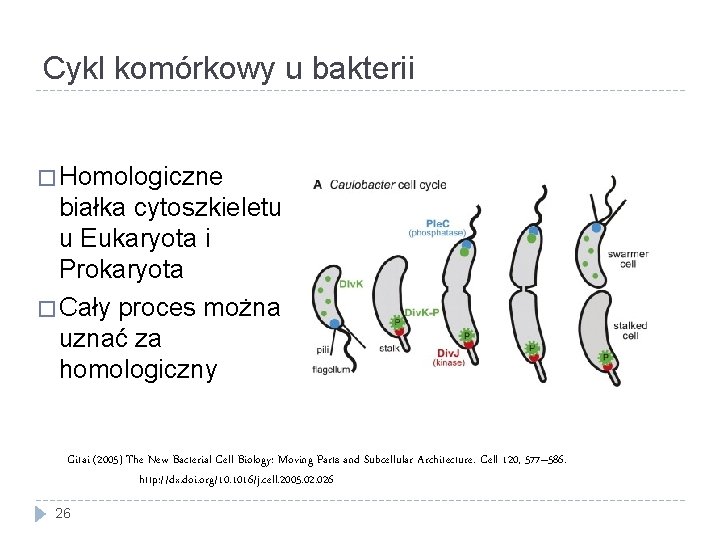 Cykl komórkowy u bakterii � Homologiczne białka cytoszkieletu u Eukaryota i Prokaryota � Cały