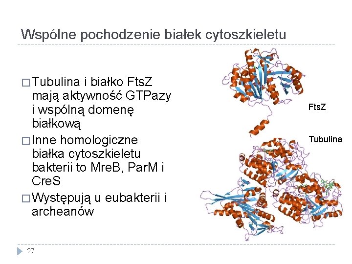 Wspólne pochodzenie białek cytoszkieletu � Tubulina i białko Fts. Z mają aktywność GTPazy i