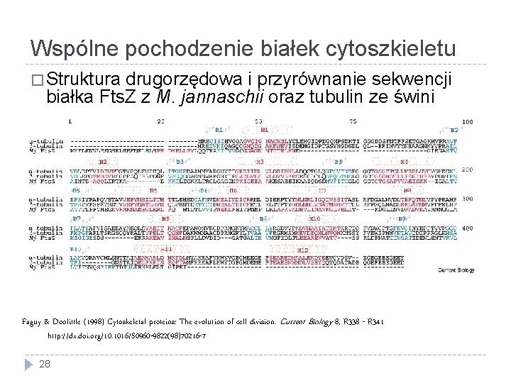 Wspólne pochodzenie białek cytoszkieletu � Struktura drugorzędowa i przyrównanie sekwencji białka Fts. Z z