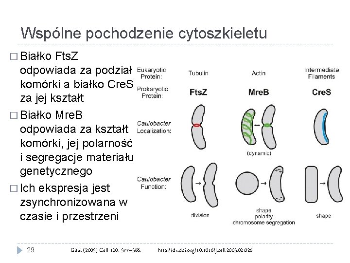 Wspólne pochodzenie cytoszkieletu � Białko Fts. Z odpowiada za podział komórki a białko Cre.