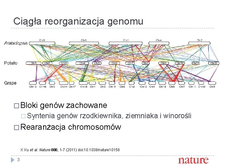 Ciągła reorganizacja genomu � Bloki genów zachowane � Syntenia genów rzodkiewnika, ziemniaka i winorośli