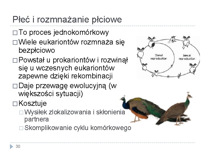 Płeć i rozmnażanie płciowe � To proces jednokomórkowy � Wiele eukariontów rozmnaża się bezpłciowo