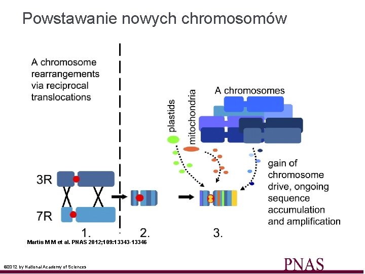 Powstawanie nowych chromosomów Martis M M et al. PNAS 2012; 109: 13343 -13346 ©