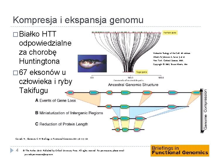 Kompresja i ekspansja genomu � Białko HTT odpowiedzialne za chorobę Huntingtona � 67 eksonów