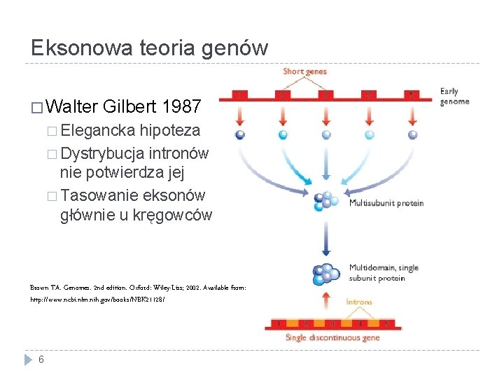 Eksonowa teoria genów � Walter Gilbert 1987 � Elegancka hipoteza � Dystrybucja intronów nie