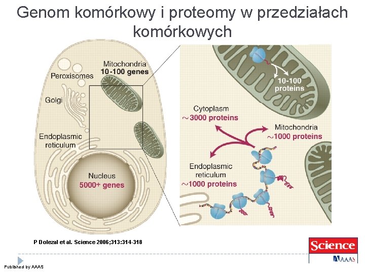 Genom komórkowy i proteomy w przedziałach komórkowych P Dolezal et al. Science 2006; 313: