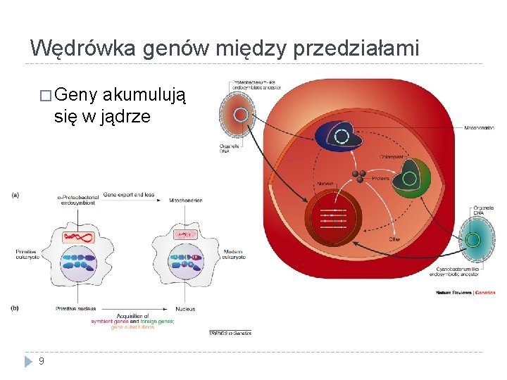 Wędrówka genów między przedziałami � Geny akumulują się w jądrze 9 